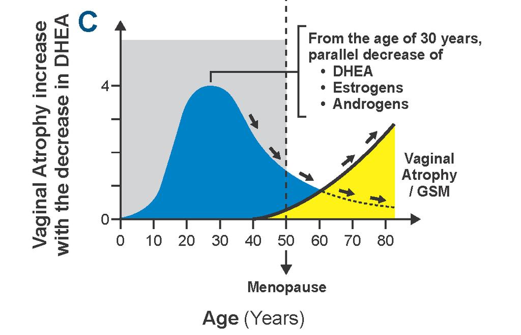 Endogenous DHEA : Summary of role and action in