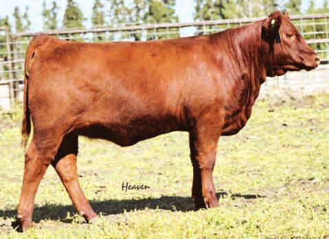832P DWAJO COUNTESS 72K +3.9 +54 +93 +27 90 727 - Countess 59A is a deep bodied heifer with plenty of volume. Her dam is a good young cow that has a great udder and good set of feet and legs.