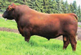 There is no wonder why with her sire JL Upward 1181 whom we purchased from the good people at Johnson Livestock, where he was the 2nd high selling bull in their 2012 sale.