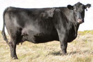 Congratulations to the Saskatchewan Angus Association for making this sale happen and to the breeders for continuing to support what could very well be one of the longest running Angus sales in