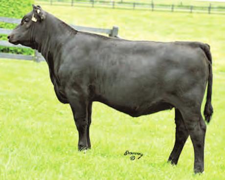 143 WILGOR FARMS GORDON MCGIBBON 450-562-6313 SELLING: PICK OF THE 2013 HEIFER CALVES AT WILGOR FARMS Seldomly does anyone have the opportunity to exercise such choices.