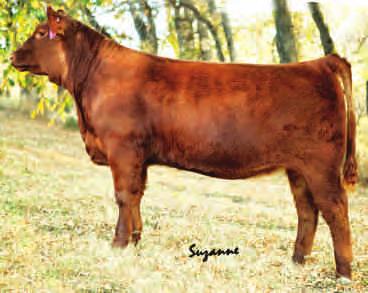 TOWAW ZAMA 148F RED HOWE MISS ANNIE 69N RED HOWE MISS ANNIE 88L -2.1 +39 +61 +10 75 - - One of our very best 2013 heifer calves. She's out of the prolific Annie family at Howes Red Angus.
