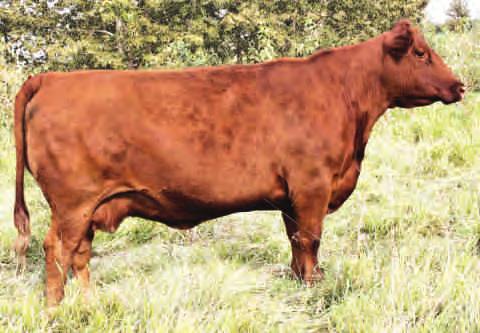 LAURON RED ANGUS RON & LAURIE HUNTER 403-335-9112 RED LAURON BLACKBIRD 3S RLH 3S JANUARY 21 2006 #1330229 127 RED BLAZE V415 OSF RED SSS BLAZE 853L RED SSS BELLE 21H S: RED RUNNING BAR PRONTO 26P RED