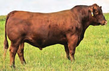 RED ALALTA ACRES BLACKBIRD 7F RED LINE BLACKBIRD 34S +2.8 +51 +93 +20 88 641 - SELLING: A PACKAGE OF 3 EMBRYOS FROM RED LAURON BLACKBIRD 3S X RED BIEBER ROLLIN' DEEP Y118.