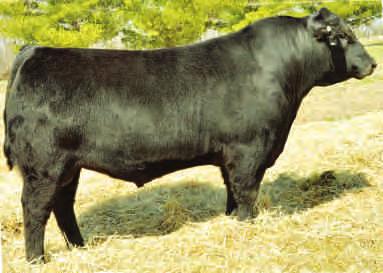 The sire to the embryos came to us via a semen package purchased at Agribition. The $33,000 Red Beiber Rollin' Deep Y118 created a sensation when sold to Thistle Ridge and Silver Spur.