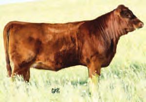 HOWE RED ANGUS MIKE HOWE 306-631-8779 136 SELLING: THE PICK OF THE 2013 HEIFER CALVES FROM HOWE RED ANGUS This year we have decided not show anything in the purebred show due to a number of different