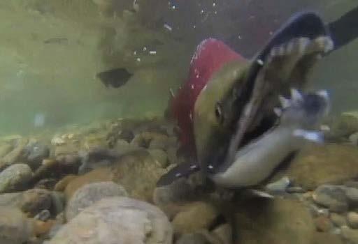 affecting BC salmon returns CHEK News, June