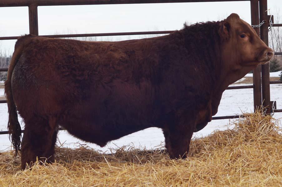 2 133F is a maternal brother to Erixon Orbit who we sold some nice bull calves out of last year.