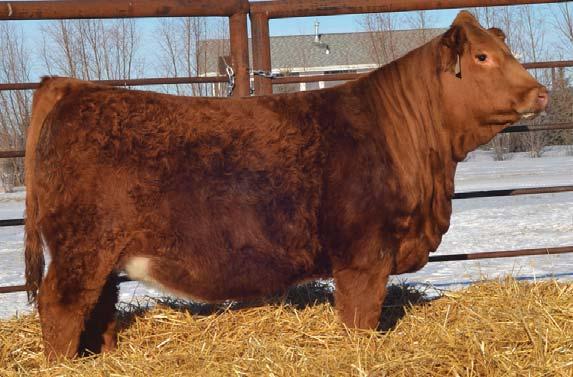 59 Polled Purebred Female Lady 17F CA-PG1233547 BOBE 17F 5 Jan 2018 Huge performance numbers on this Westcott sired female, she sit in the top 1% of the breed for both weaning and yearling weight.