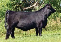maternial brother to Lots 1 & 2 W/C LOCK DOWN 206Z WS STEPPING STONE B44 WS MS UPGRADE Z15 WHEATLAND BULL 680S LADY