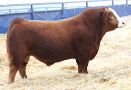 Paint has. The dam of these 2, Lady 41C is an upcoming red cow that we felt was special enough to be flushed.