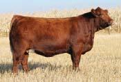 8 We sold a paternal sister to 39F at the 2017 edition of Friday Night Lights to the good folks of Hogel Livestock and Taylor Richards. The Capone progeny have been proven over the past few years.