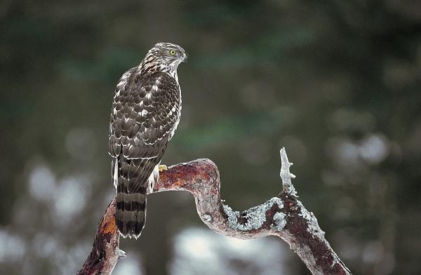 The actual case in 2012 involves the shooting of a Northern Goshawk, which attacked a farmer s hens at a smallholding in Lierne, Central Norway.