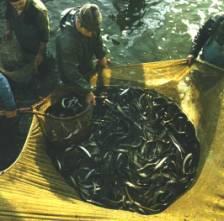 Target of fisheries