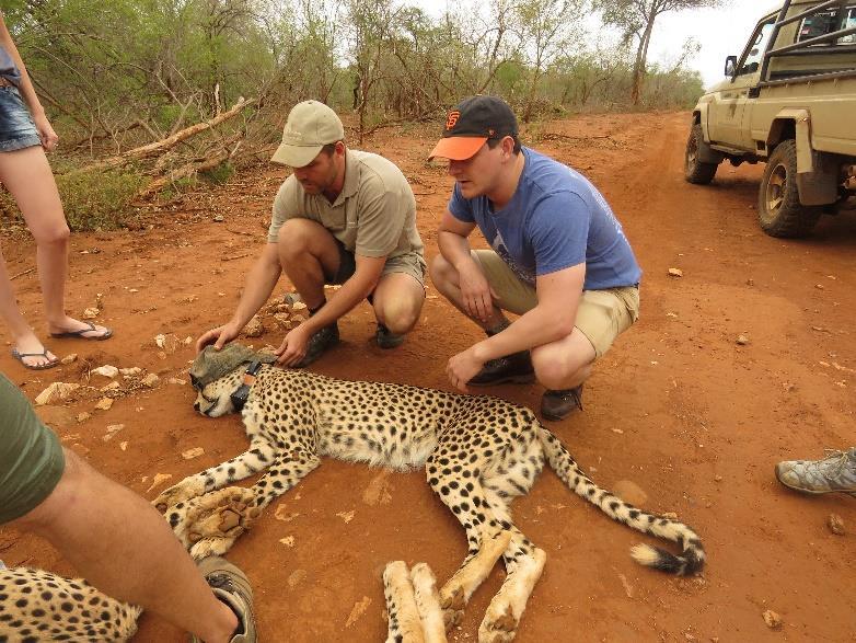 cheetah back into Malawi for the first time in over a decade.