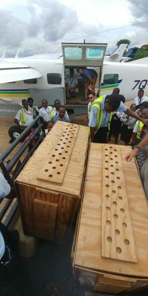 All 3 cats were darted and placed into their crates to travel to Johannesburg.