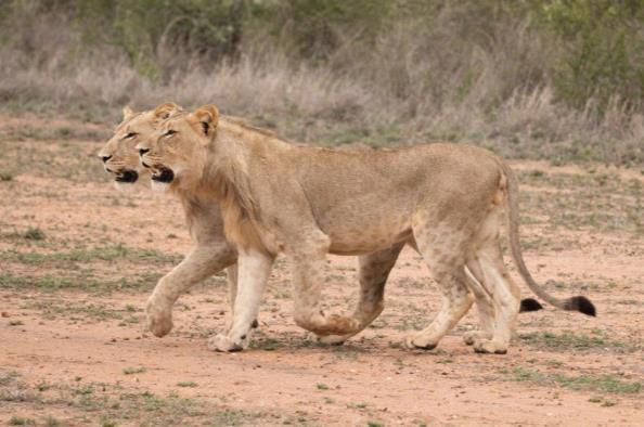lions of the Askari pride, cheetah brothers