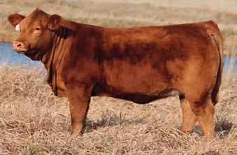 Ivy s Bubba Watson progeny have certainly impressed in both Canada and Australia. Below is a picture of an Ivy s Bubba Watson daughter, Red Oak Miss Holly, that we are particularly impressed with.