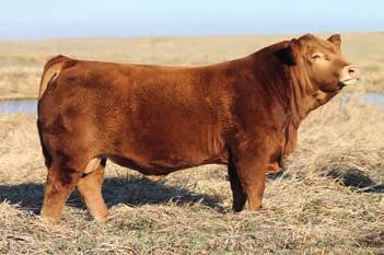 An outcross Homo Polled and Homo Black breeding bull that has impressed a number of judges and breeders upon inspection for his soundness and muscle mass.