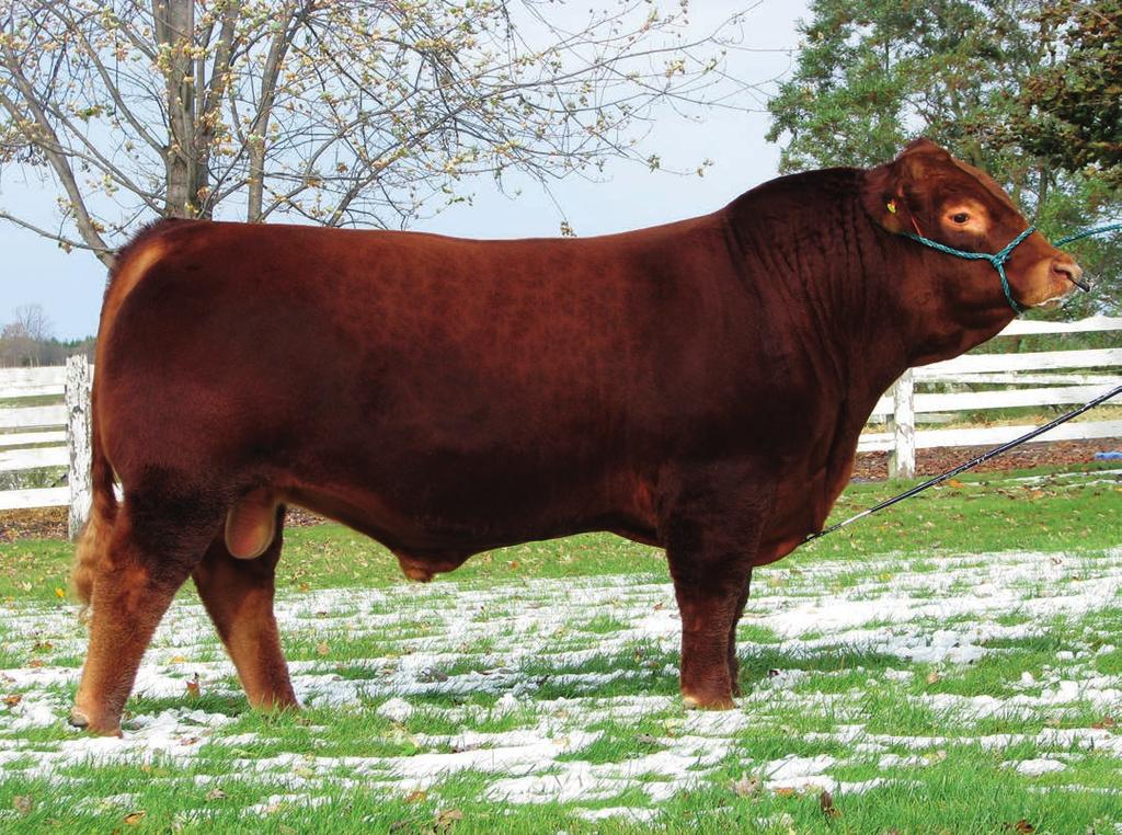 BIRUBI KAISER K140 (Homo Polled) - 10 straws of semen for $600 + GST TMF REDWOOD (Homo Polled) - 10 straws for $750 + GST BIRUBI KAISER (Owned in partnership with the Raven and Maryvale herds) ANCHOR