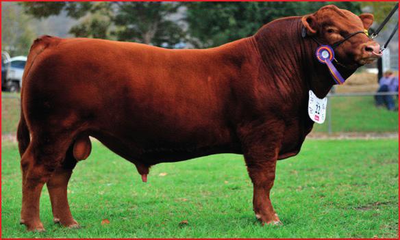 7 COMMENT: TMF Redwood is a sire that we are getting really excited about.