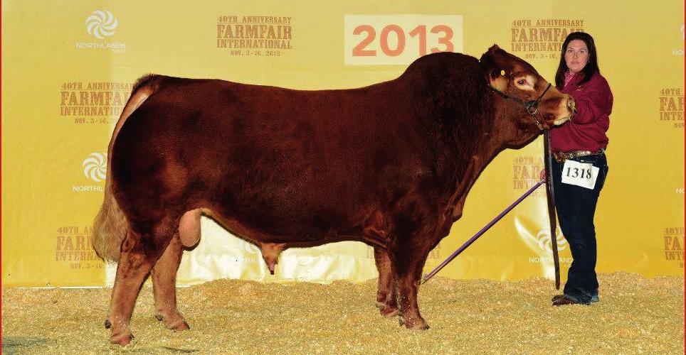 Western Gold Limousins also have some impressive TMF Redwood calves and his second crop of calves in Canada are continuing to impress. They are performance cattle that get up and grow like mushrooms.