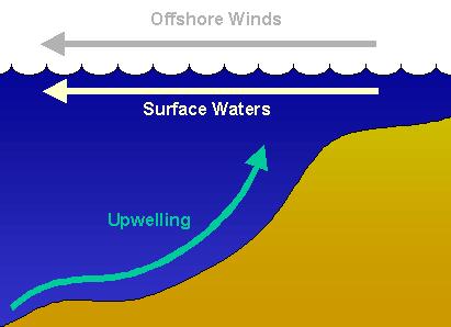 Upwelling Upwelling - as the surface currents separate from one another, deeper waters rise and replace the water that has moved away.
