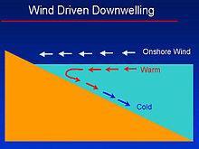 Downwelling Surface seawater moves towards an