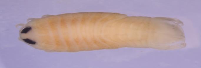 Identification of the isopods were performed according to Trilles [7,8]. 3.