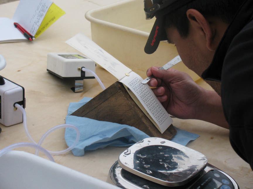Photograph 4. GFA technician placing sockeye smolt scales onto a scale book. 3.1 Coho Coded Wire Tag (CWT) Program In 2010, GFA continued their second year of the CWT program for coho smolts.