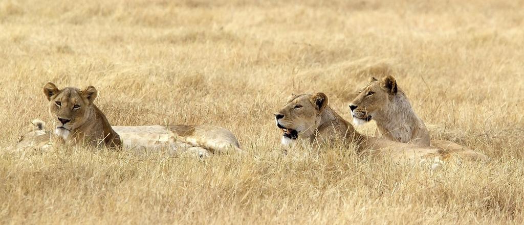 uplisting for the African lion will result in major revenue losses for conservation and less protection for African lions in Zambia, Tanzania, and South Africa, among others.