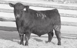 ZWT Summitt 6507 - Full brother to Lot 1 and 17.