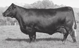 45 Actual weight as of January 5, 2019: 1,695 Lot 28 - Coleman Motive 7354 26 Wulffs Ext 6106 #+12813196 Coleman Ext 7160 Birth Date: 7-5-2017 Bull +*19102283 Tattoo: 7160 Wulffs Erica Dianna C116