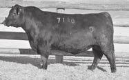 The Factor to Great Bulls Coleman Abigale 0277 - Her sons sell as Lots 2, 5, 23, 37, 38, 103, 119 and 154. Coleman Charlo 0256 - Full brother.
