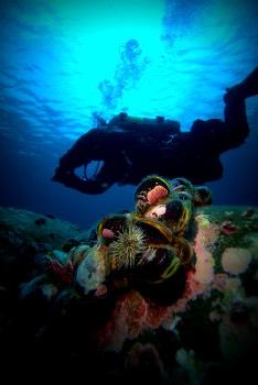 The diving experience in Newfoundland and Labrador extends from May until