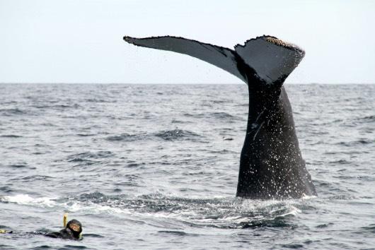 Humpback Snorkelling The best month for the whales is July or August when the capelin are