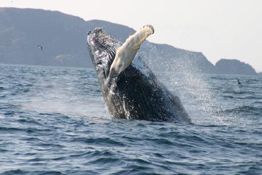 The most common of the whales in Conception Bay are the Humpback and Minke Whales.