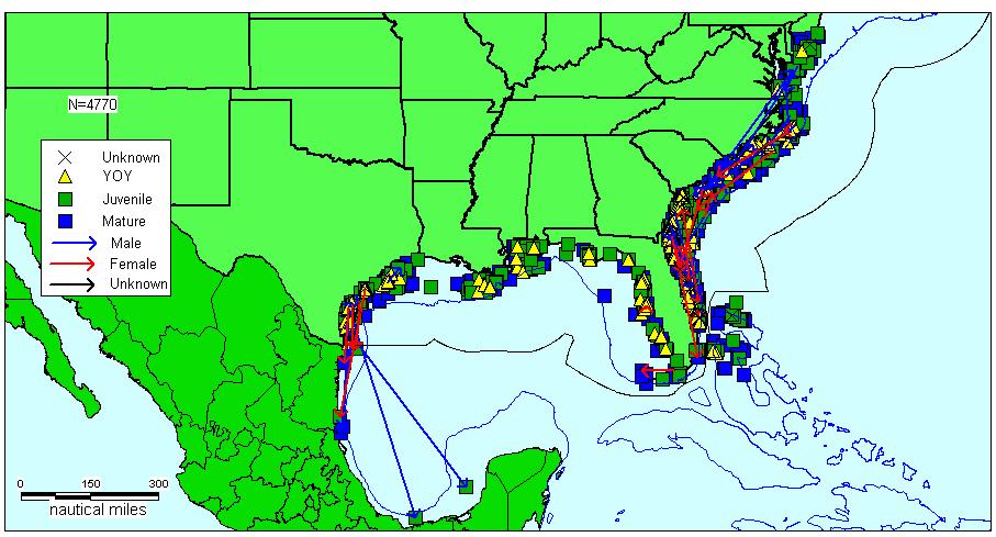 Figure 15. Atlantic sharpnose shark tagging data (including recaptures) by sex and life stage.
