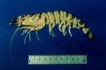 Journal of Agricultural Technology 2015, Vol. 11(2): 253-274 The shrimp catches were immediately iced and transported to the laboratory for sorting, identification and measurements of carapace length.