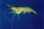 Penaeid shrimp are commercially important organisms in many tropical and subtropical seas.
