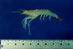 maturity, spawning occurs (Garcia and Le Reste, 1981). Penaeid shrimp may exhibit specific behaviors depending on the type of habitat they occupy. For example, P.