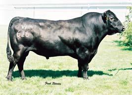 Advancements in Cattle Evaluation Visual appraisal Pedigree information Parentage verification Performance data EPDs and accuracies Multi-breed, international evaluation Economic