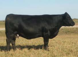 6 94 627 729 Bred June 2/09 to Rebel, due Mar 15/10. This feature cow mothered our Lot # 1 bull in our 2009 sale. He was homo polled and black and sold to Labatte, Oberle and Woods.