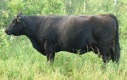 EPDs -3.6 5.0 43.5 63.2 5.4 22.5 0.7 104 576 811 Bred Dec 2/08 to Black Jack, due Sept 14/09. She will have a calf by sale day out of Windmill Simmentals herd sire, Black Jack, a black Red Teddy son.