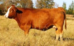 She has a grandson that will be one of the feature bulls for the 2010 Bull Sale.