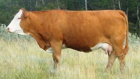 6 19.5 2.2 82 598 734 Bred Apr 8/09 to MBJ 41U, due Jan 19/10. These Daylight daughters are nice uddered and milk well.