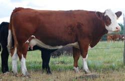 EPDs 15.5-1.0 23.3 37.9-3.0 23.7 12.0 85 639 917 Homozygous polled. Bred on Dec 12 to MRL Hurricane, due Sept 24/09. She is the dam of Lot # 88.