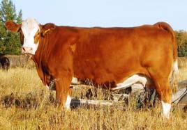 6 96 619 798 Bred April 11/09 to MBJ 72U, due Jan 22/10. This may be my top Full Fleck cow.