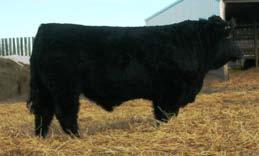 She is the dam of Lot # 85. This Demby daughter will have a Red Rebel calf by sale day.