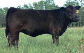 5 SYS HONEY DEW L137 LRS RED REALITY 33J SPRINGCREEK BONNIE 39J 3C WALLY C240 BLK LSF MOMENTO D8 BOZ REDCOAT WS MISS DOUBLE PLAY H69 108 We kept some semen on her sire, Springcreek Red Tank 8S, when